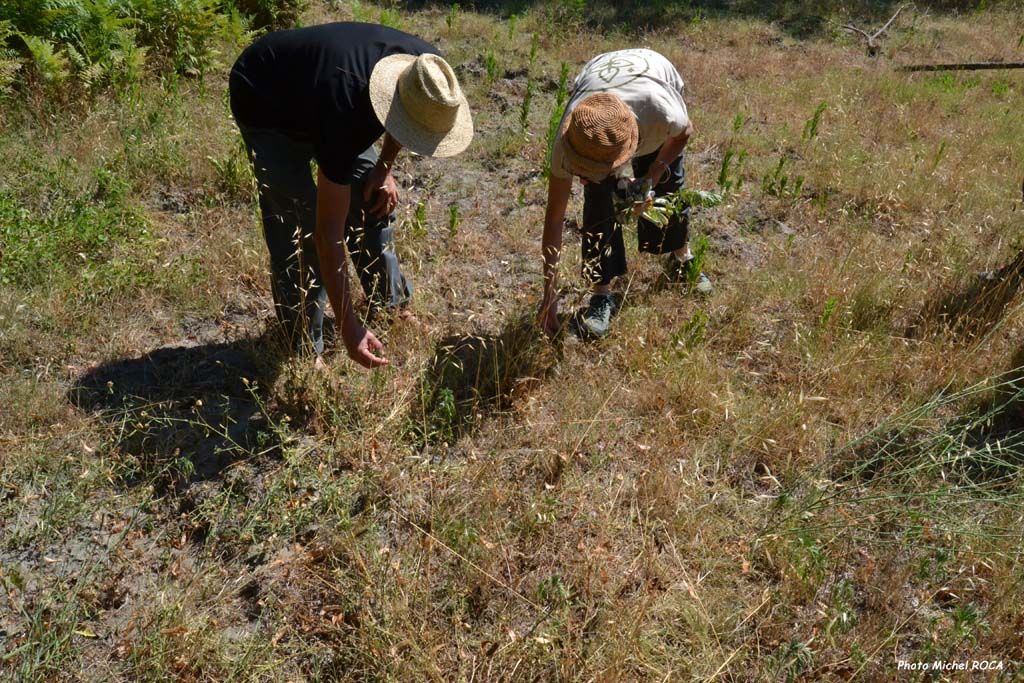 Identification en pleine nature
